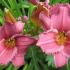 Lilyniki: tipy, jak přistát lilie v zahradě. Vlastnosti péče, variace reprodukce, obsah závodu